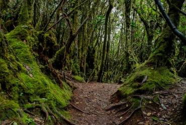 Cameron Highlands – Forêt de Mossy de Mont Brinchang (B/-/-)