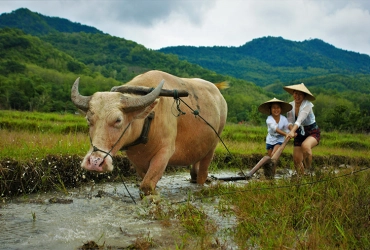 Luang Prabang – Expérience du riz – Kuang Si (B)