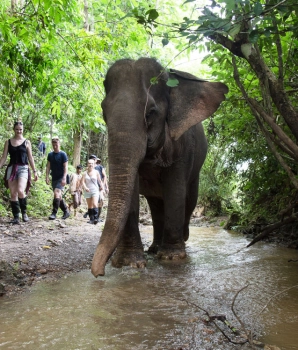 Dormir chez les éléphants