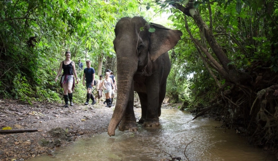 Itinéraire à Luang Prabang 4 jours : Voir les éléphants