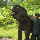 Itinéraire à Luang Prabang 4 jours : Voir les éléphants