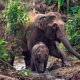 Itinéraire à Luang Prabang 4 jours : Voir les éléphants