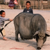 Voyage hors des sentiers battus au Laos 1 semaine : voyage entre montagnes et temples