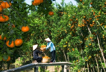 Ben Tre – Cai Be – Tan Phong – Can Tho (B/L/-)