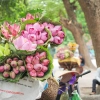 La saison des fleurs de lotus à Hanoi