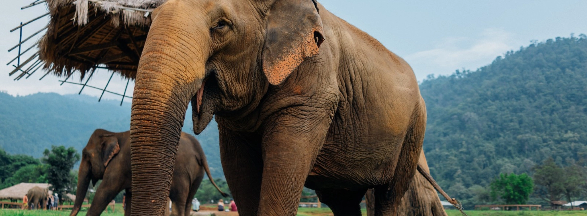 Elephant Natural Park