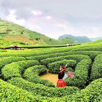 Collines de thé de Thanh Son