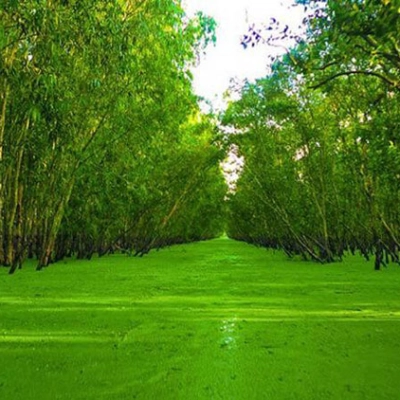 Forêt de cajeputiers de Tra Su