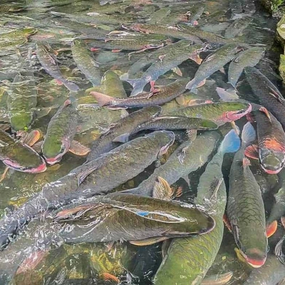 Ruisseau des poissons sacrés