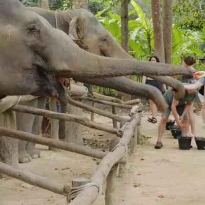 Sanctuaire des éléphants