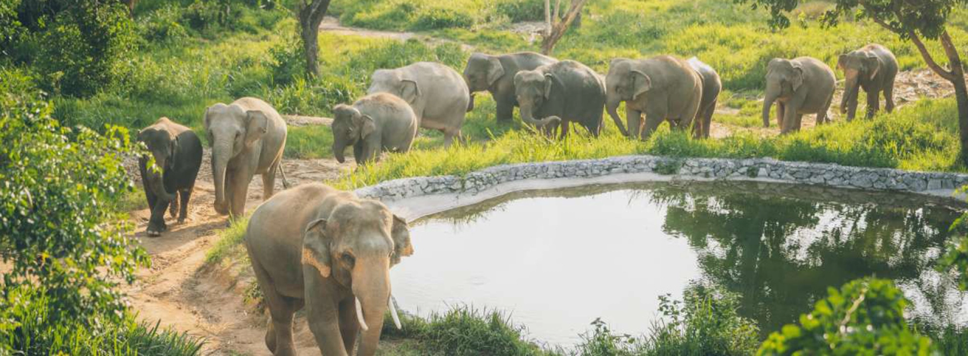 Sanctuaire des éléphants