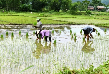 Mai Chau - Hanoi (B,L)