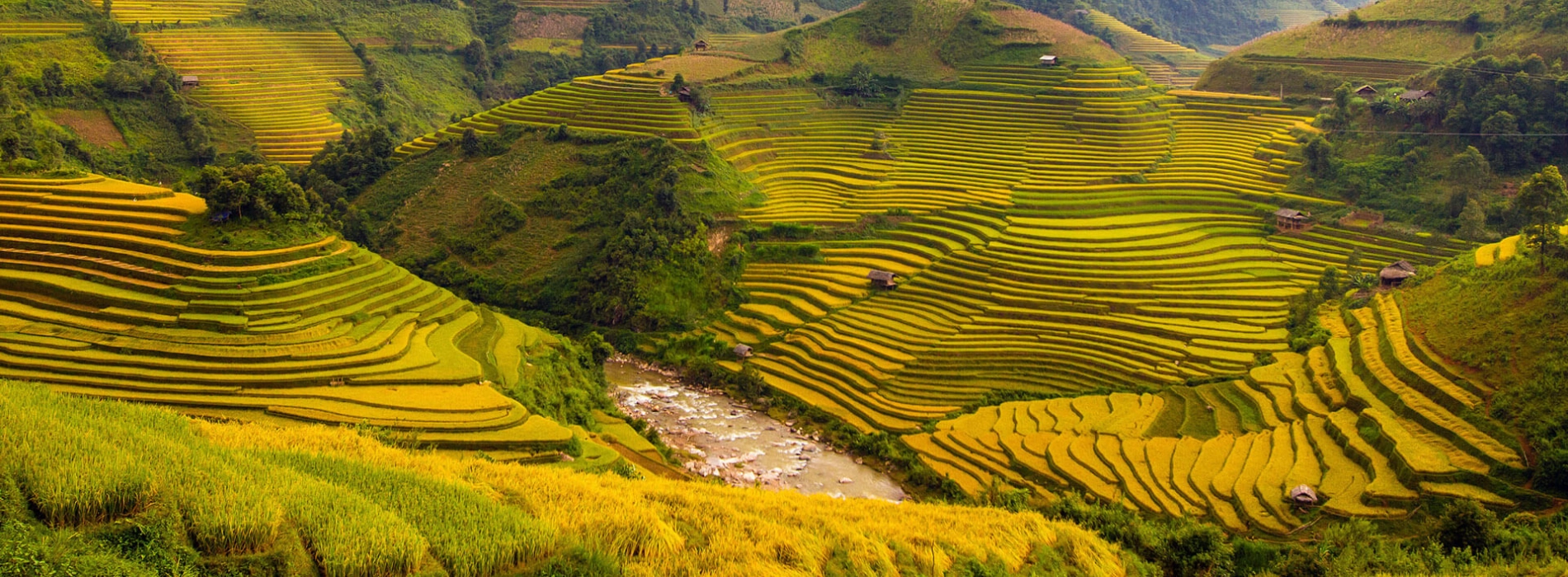 Quand et où visiter les plus belles rizières au Vietnam?