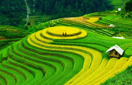 Quand et où visiter les plus belles rizières au Vietnam?