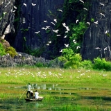 Excursion à Ninh Binh : Observation des oiseaux à Thung Nham une journée