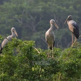 Excursion à Ninh Binh : Observation des oiseaux à Thung Nham une journée