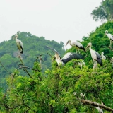 Excursion à Ninh Binh : Observation des oiseaux à Thung Nham une journée