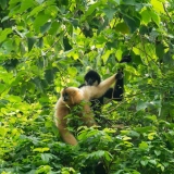 Ninh Binh d'une journée : Parc National de Cuc Phuong