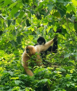 Ninh Binh d'une journée : Parc National de Cuc Phuong