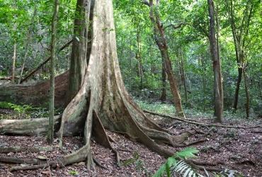 Hanoi - Parc national de Cuc Phuong