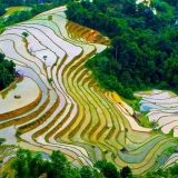 Excursion à Sapa : Découvert une tribu & une terrasse de riz