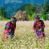 Découverte de Ha Giang en 4 jours : expériences inoubliables hors des sentiers battus