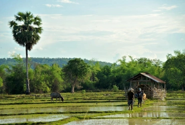 Champassak – Île de Khong (B)