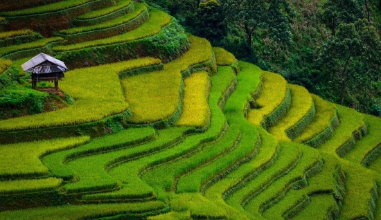 Courte visite à Sapa : Exploration des champs en terrasse et villages locaux à Sapa