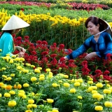 Excursion au delta du Mékong : Exploration culturelle au Sud du Vietnam