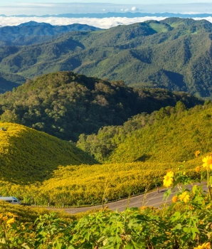 Courte visite à Doi Mae U Kho : Une journée aux Champs de Thung Bua Tong