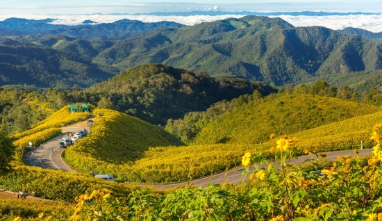 Courte visite à Doi Mae U Kho : Une journée aux Champs de Thung Bua Tong