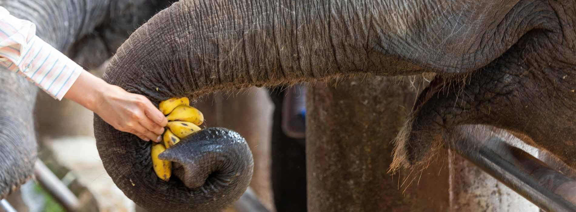 Village des éléphants Luang Prabang