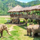 Petit circuit à Chiang Mai : 1 jour pour découvrir Doi Inthanon et les éléphants