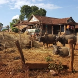 Voyage au Vietnam : Exploration des hauts plateaux et le sud au Vietnam