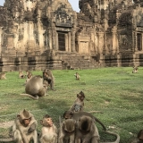 Excursion à Lopburi: visite d'une demi-journée au temple des singes de Lopburi