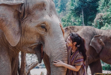 Chiang Mai – Sanctuary Elephant Jungle (B/L)