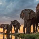 Itinéraire à Luang Prabang 4 jours : Voir les éléphants