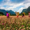 Voyage à Ha Giang pendant la saison des fleurs de sarrasin 2024