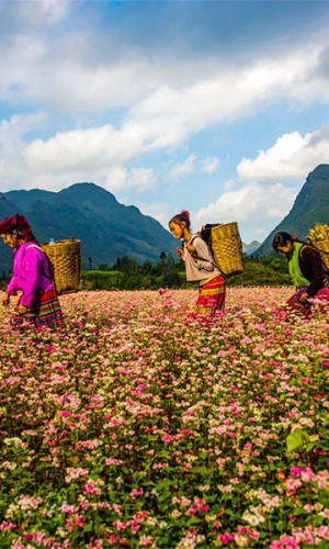 Voyage à Ha Giang pendant la saison des fleurs de sarrasin 2024