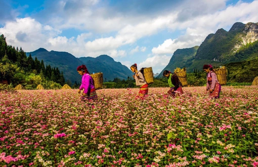 Voyage à Ha Giang pendant la saison des fleurs de sarrasin 2024