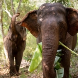 Mondulkiri 4 jours 3 nuits de trekking : Évasion nature au Cambodge