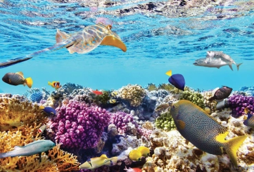 Pattaya – Île de Corail (B/L/D)