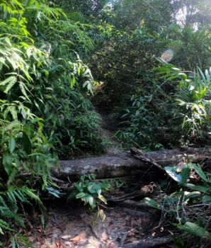 Séjour à Koh Kong en 3 jours 2 nuits : Immersion dans la nature sauvage