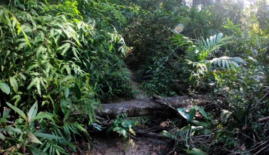 Séjour à Koh Kong en 3 jours 2 nuits : Immersion dans la nature sauvage