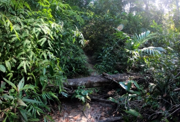 Aventure en moto dans la jungle et découverte de la faune (B/L/D)