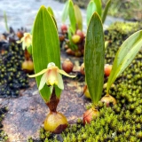 Visite à pied à Koh Kong 4 jours 3 nuits :  Écotourisme de la montagne Cardamome