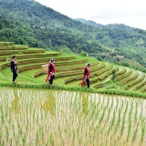 Trekking à Hoang Su Phi 3 jours : Immersion dans les montagnes