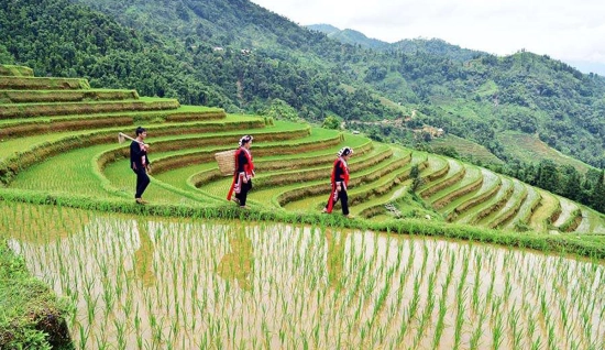 Trekking à Hoang Su Phi 3 jours : Immersion dans les montagnes