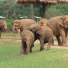 Lieux responsables pour observer les éléphants en Thaïlande