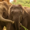 Les meilleurs lieux pour observer les éléphants au Laos de manière éthique et responsable